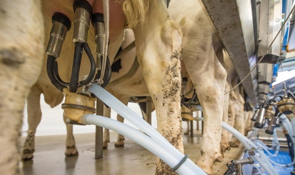 Leia mais sobre o artigo Governo do Estado divulga resultado preliminar do edital para fortalecimento da pecuária leiteira