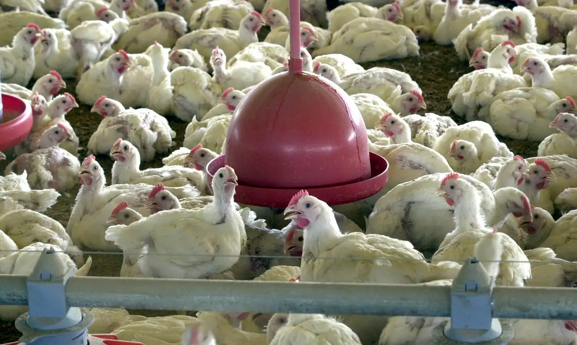 Leia mais sobre o artigo China suspende proibição de compra de carne de frango do Brasil